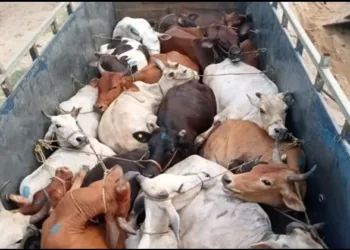 odisha cow smuggling