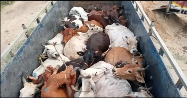 odisha cow smuggling