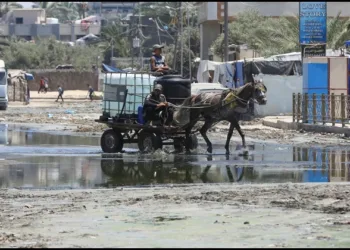 polio virus found in gaza