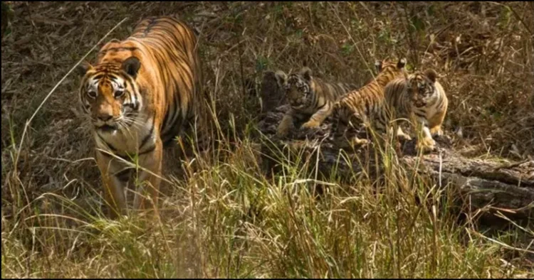 World Tiger Day in uttarakhand