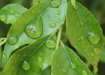 curry leaves benefits