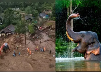 Waynad Landslide elephant helps Family