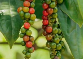 Black Pepper Growing Tips At HomeBlack Pepper Growing Tips At Home