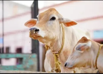 punjab Cow attacked