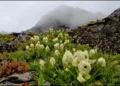 Uttarakhand Bramha Kamal in Himalaya