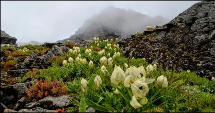 Uttarakhand Bramha Kamal in Himalaya