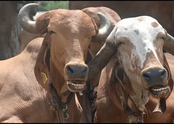 Uttarakhand cow smmuggling