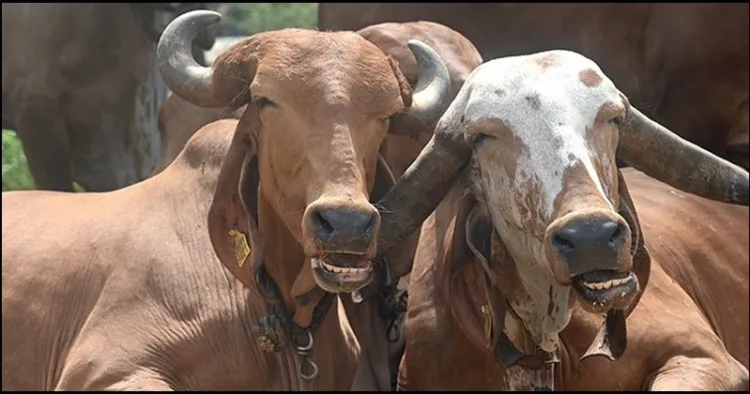 Uttarakhand cow smmuggling