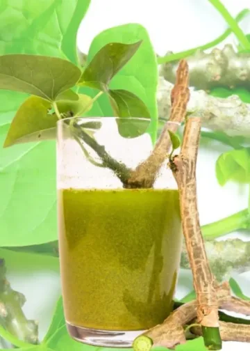 Giloy Juice benefits