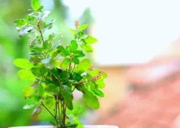 Winter Tulsi plant care Tips