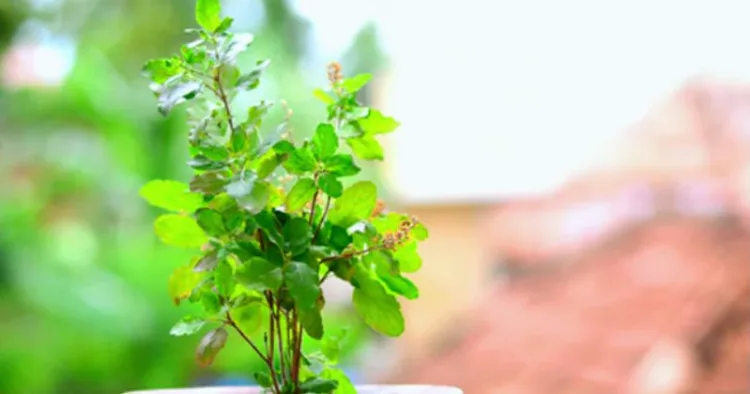 Winter Tulsi plant care Tips