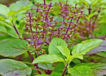 Tulsi Leaves Benefits