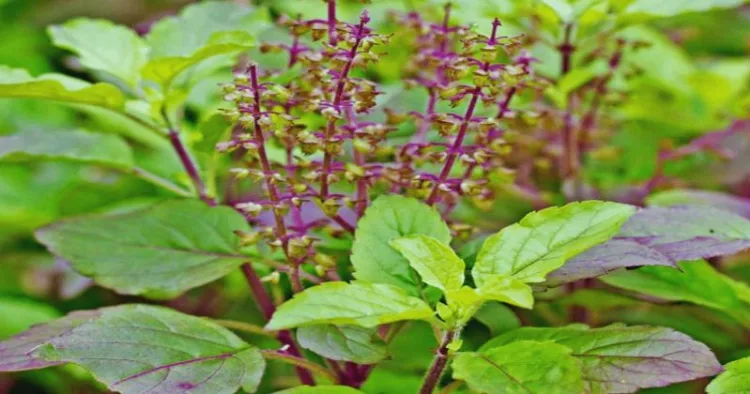 Tulsi Leaves Benefits