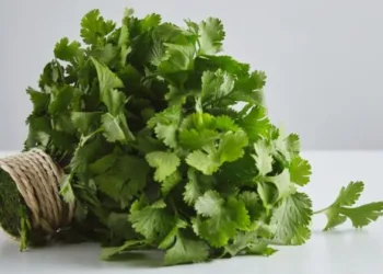 Benefits Of Eating Green Coriander