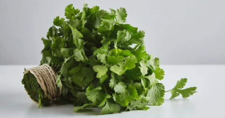 Benefits Of Eating Green Coriander