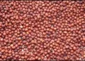 Uttarakhand Ragi milets MSP increased