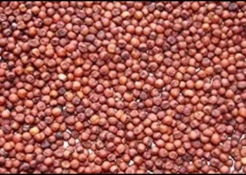 Uttarakhand Ragi milets MSP increased