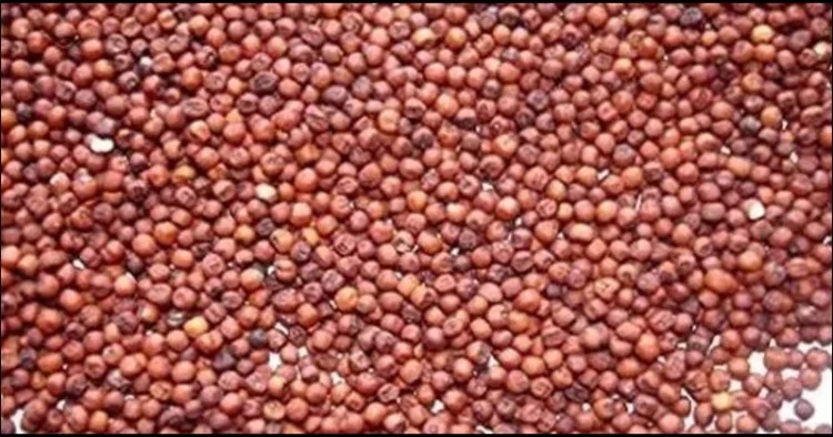 Uttarakhand Ragi milets MSP increased