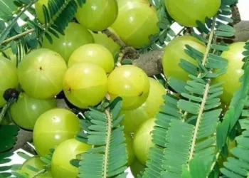 Amla leaves benefits
