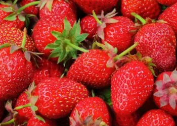 strawberry benefits