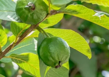 Guava Leaves Benefits