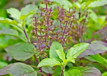 tulsi leaves benefits