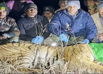 Man eating tiger captured