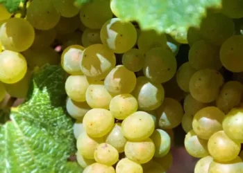 grapes benefits