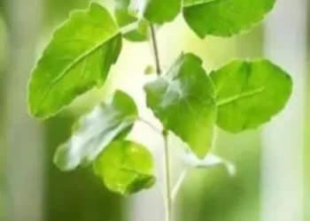 tulsi water benefits