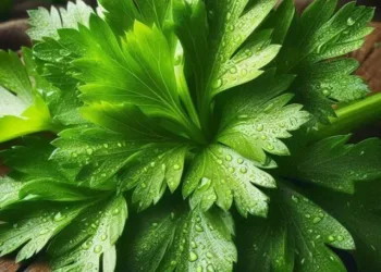 ajwain ke patte khane ke fayde