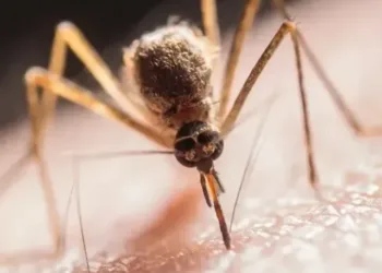 How to keep mosquitoes away