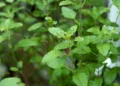 tulsi leaves benefits