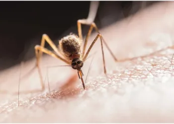 How to keep mosquitoes away