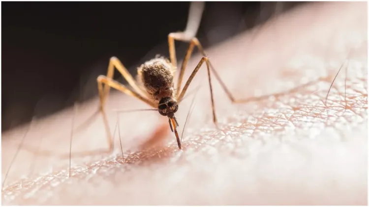 How to keep mosquitoes away