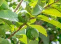 Guava Leaves Benefits