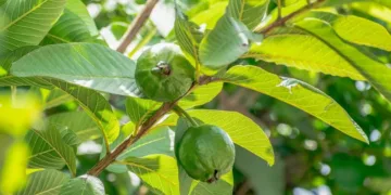 Guava Leaves Benefits