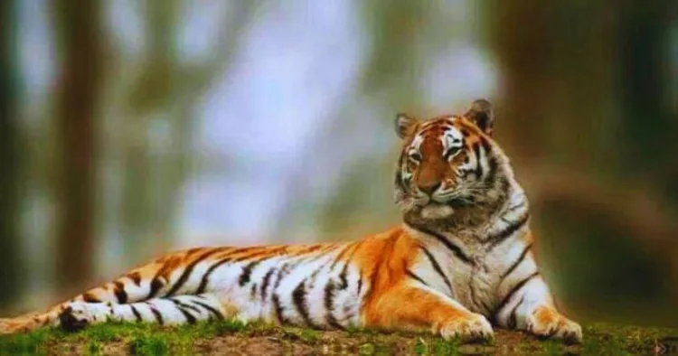 World Wildlife Day