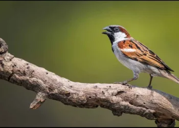 World Sparrow Day