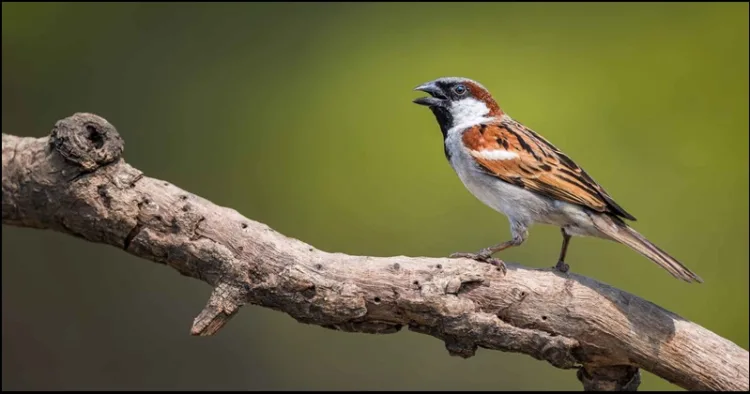 World Sparrow Day