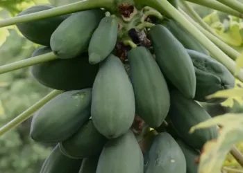 raw papaya benefits