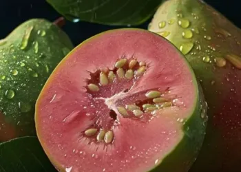 guava benefits