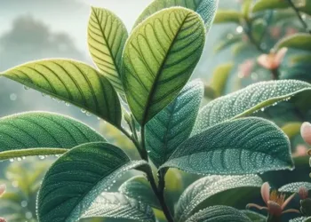 Guava Leaves benefits