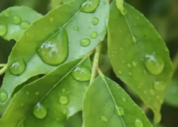 curry leaves benefits