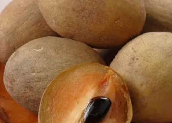 chiku benefits