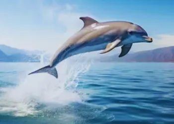 World Dolphin Day
