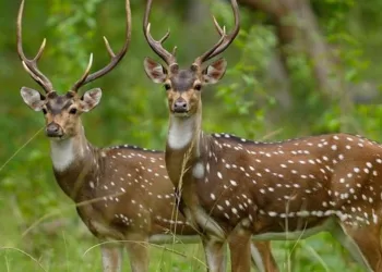 प्रतीकात्मक चित्र