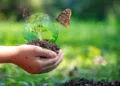 Hands child holding tree with butterfly keep environment on the back soil in the nature park of growth of plant for reduce global warming, green nature background. Ecology and environment concept.