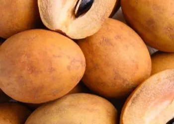 chikoo benefits