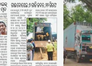 कोरापुट गायों की तस्करी