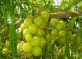 Amla Benefits